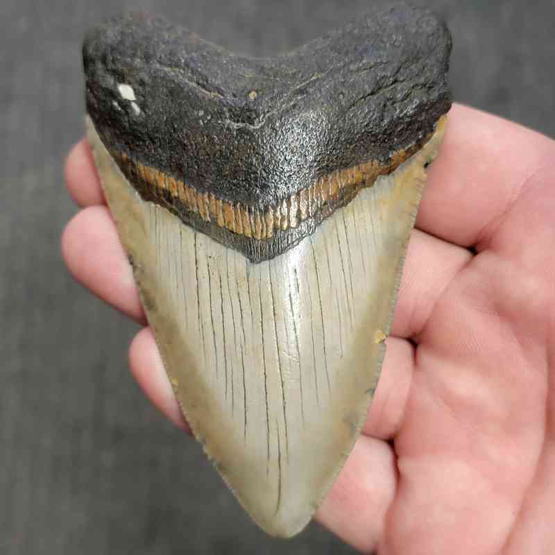 Fossil Megalodon Shark Tooth Gift Pack - STGP-13 - Image 2