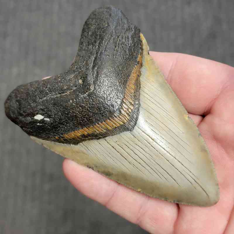 Fossil Megalodon Shark Tooth Gift Pack - STGP-13 - Image 3