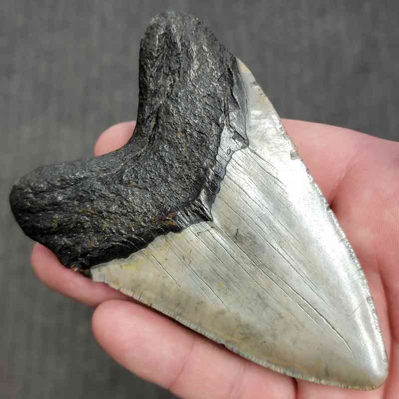 Fossil Megalodon Shark Tooth Gift Pack - STGP-13 - Image 4