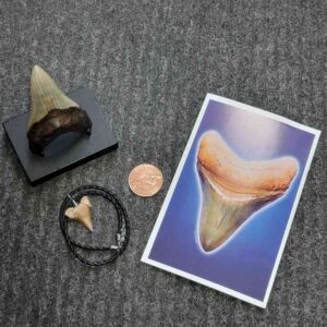 Fossil Megalodon Shark Tooth Gift Pack - STGP-17