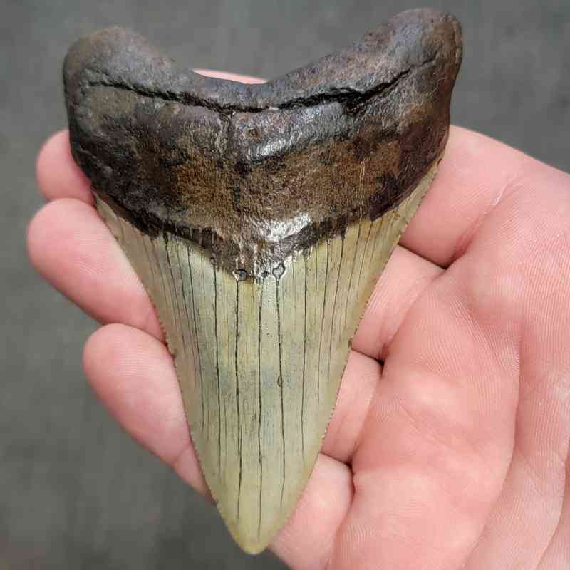 Fossil Megalodon Shark Tooth Gift Pack - STGP-17 - Image 2