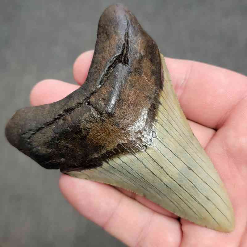 Fossil Megalodon Shark Tooth Gift Pack - STGP-17 - Image 3