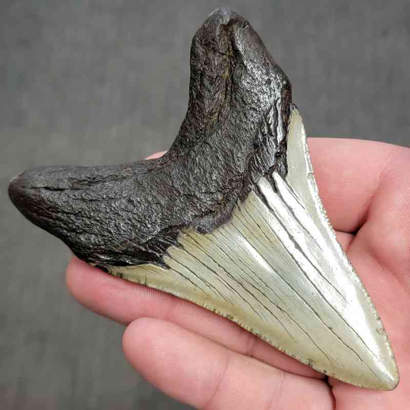 Fossil Megalodon Shark Tooth Gift Pack - STGP-17 - Image 4