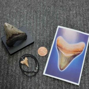 Fossil Megalodon Shark Tooth Gift Pack - STGP-18