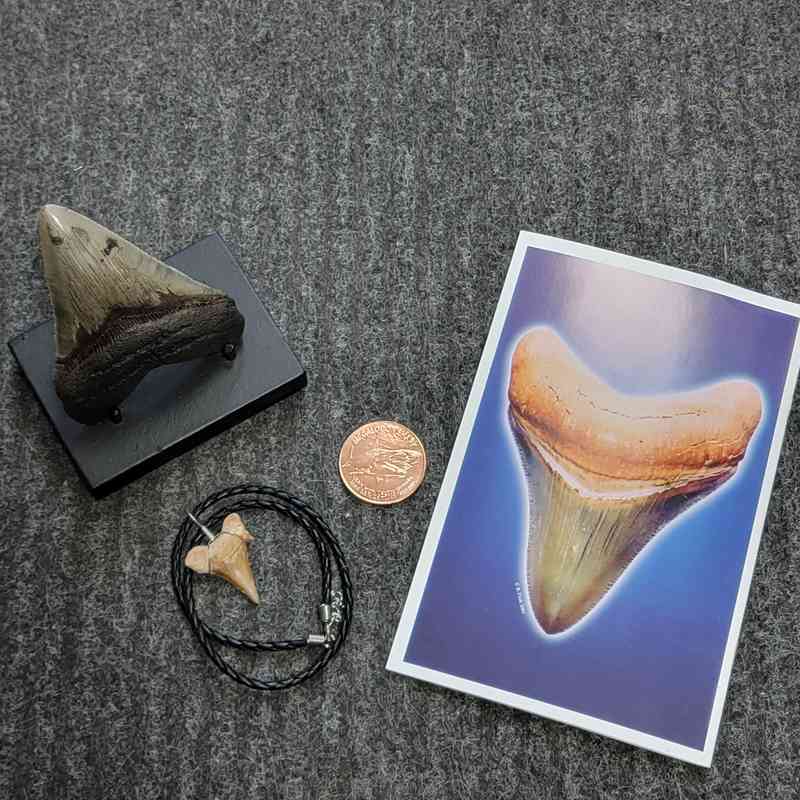 Fossil Megalodon Shark Tooth Gift Pack - STGP-18