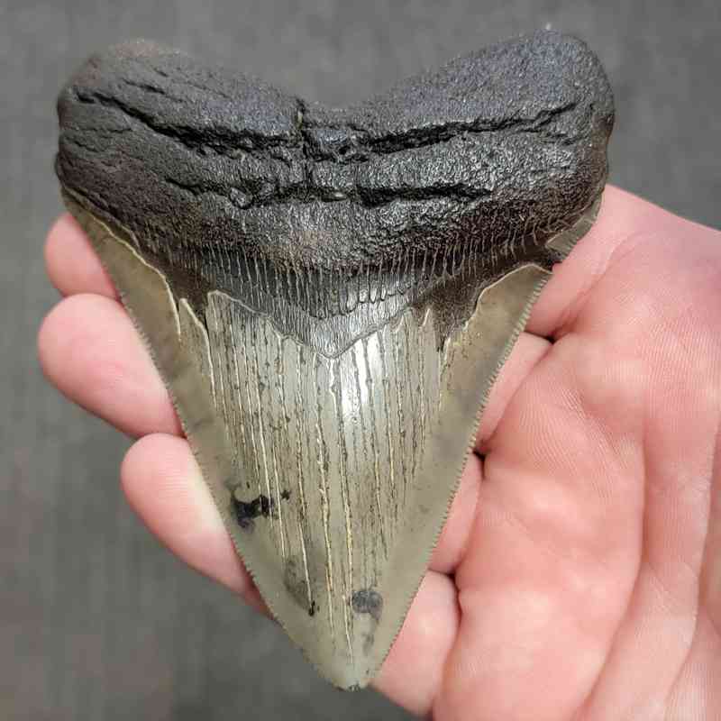 Fossil Megalodon Shark Tooth Gift Pack - STGP-18 - Image 2