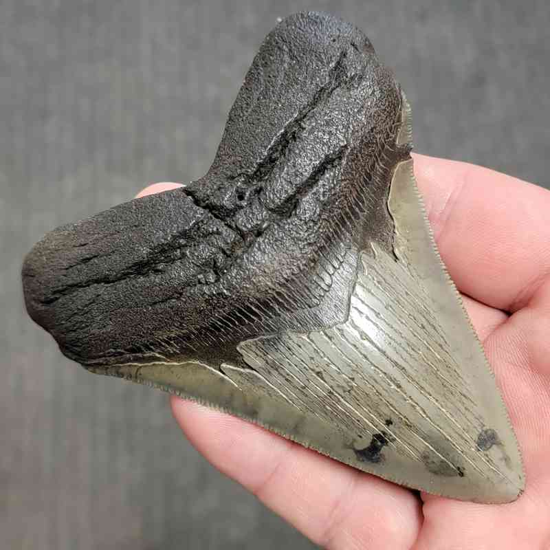 Fossil Megalodon Shark Tooth Gift Pack - STGP-18 - Image 3