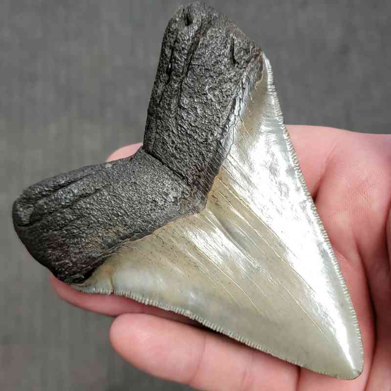 Fossil Megalodon Shark Tooth Gift Pack - STGP-18 - Image 4