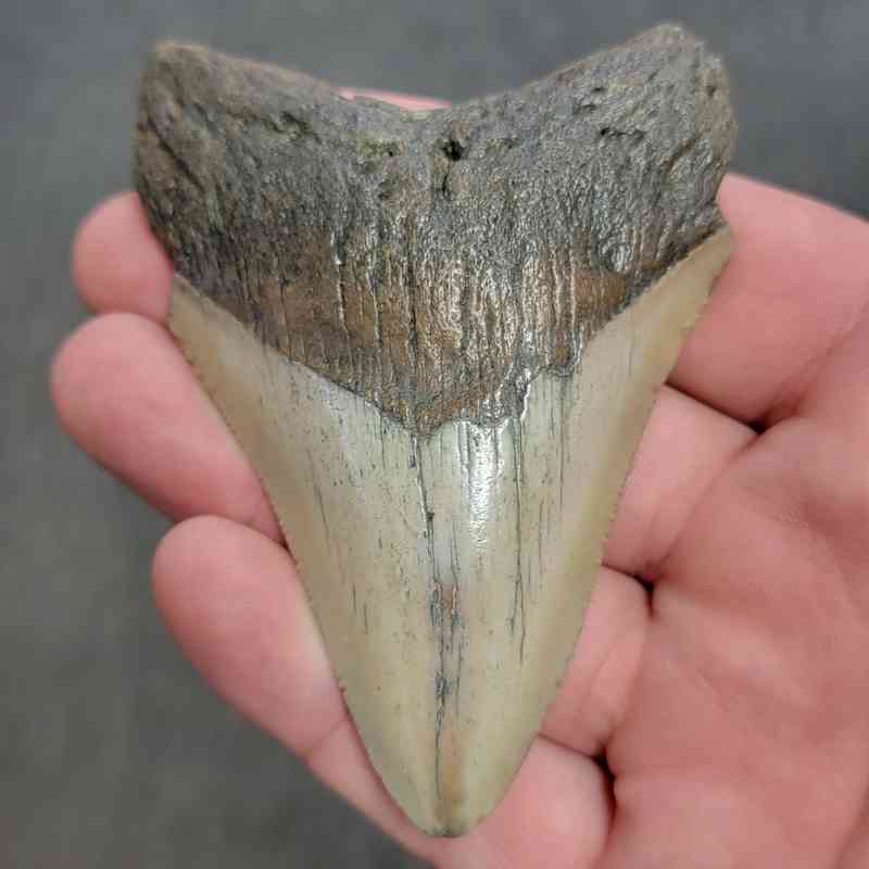 Fossil Megalodon Shark Tooth Gift Pack - STGP-1 - Image 2
