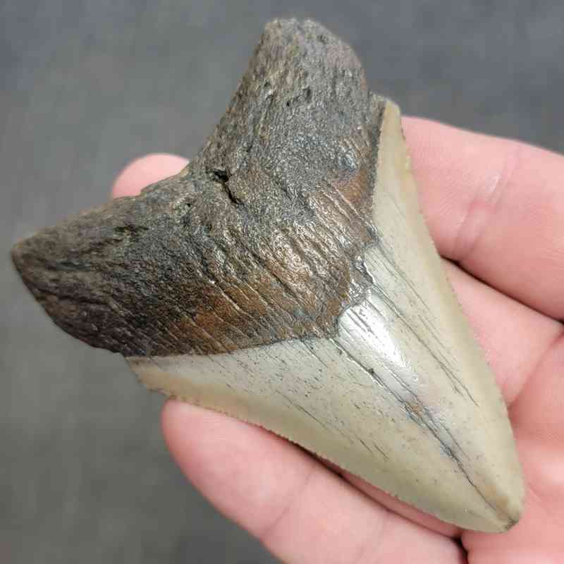 Fossil Megalodon Shark Tooth Gift Pack - STGP-1 - Image 3