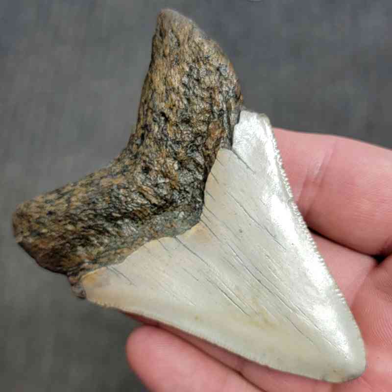 Fossil Megalodon Shark Tooth Gift Pack - STGP-1 - Image 4
