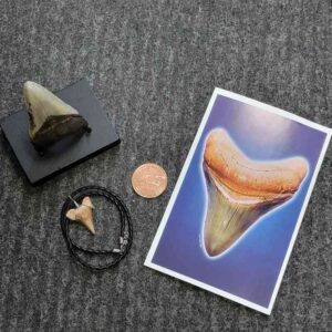 Fossil Megalodon Shark Tooth Gift Pack - STGP-2