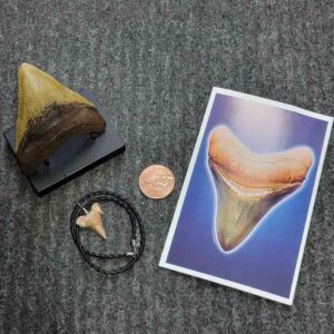 Fossil Megalodon Shark Tooth Gift Pack - STGP-22