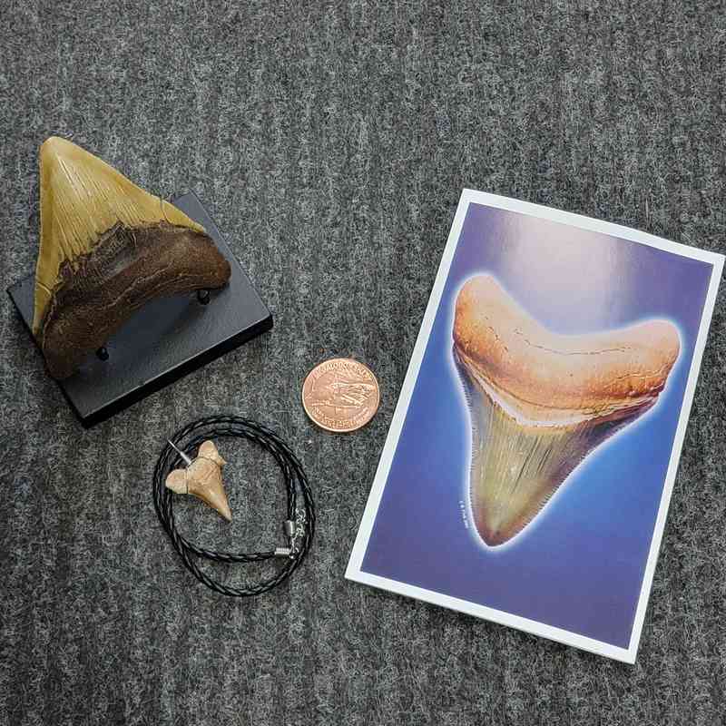 Fossil Megalodon Shark Tooth Gift Pack - STGP-22