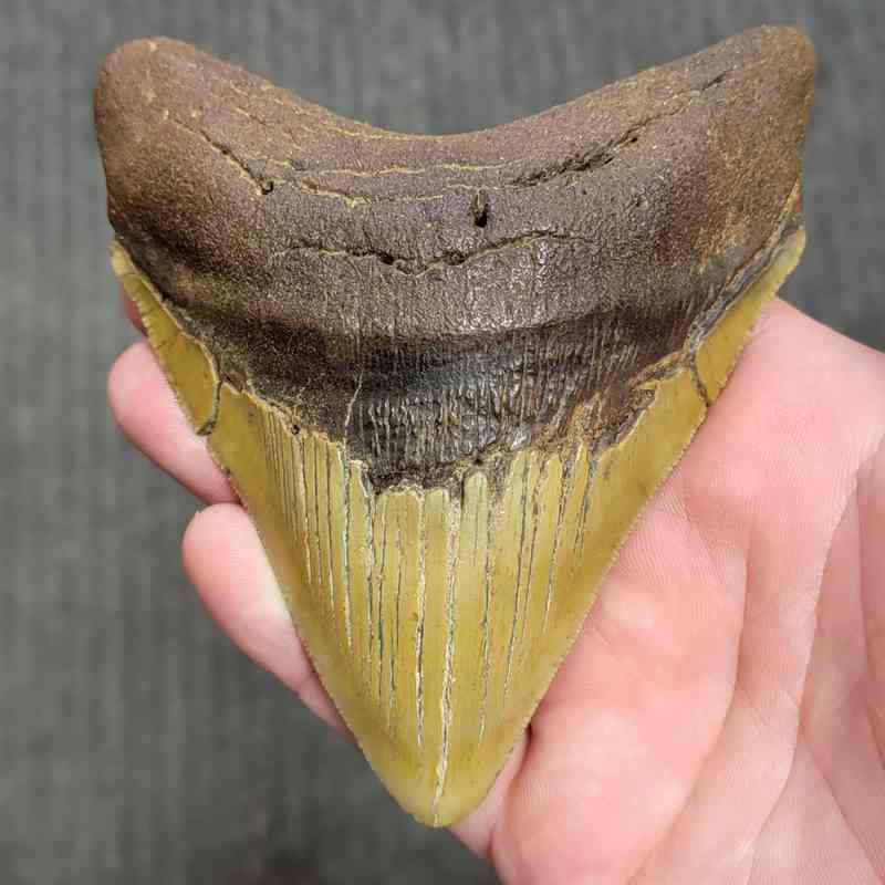 Fossil Megalodon Shark Tooth Gift Pack - STGP-22 - Image 2