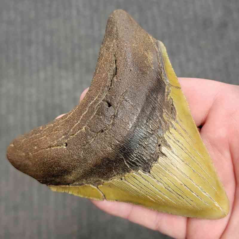 Fossil Megalodon Shark Tooth Gift Pack - STGP-22 - Image 3