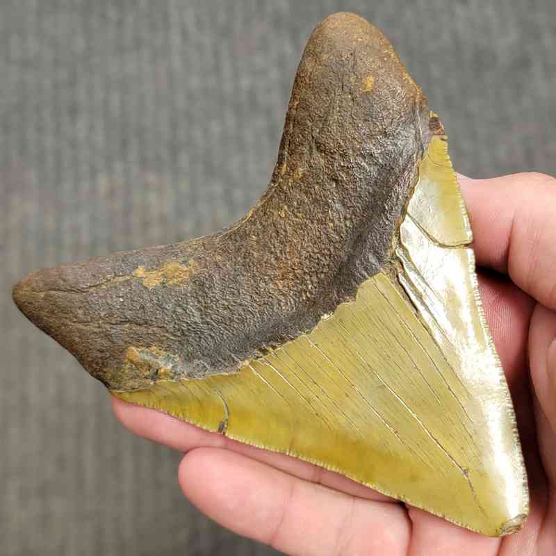 Fossil Megalodon Shark Tooth Gift Pack - STGP-22 - Image 4