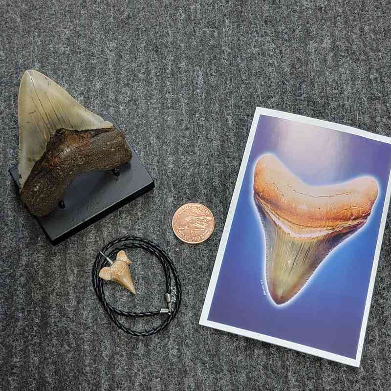 Fossil Megalodon Shark Tooth Gift Pack - STGP-23
