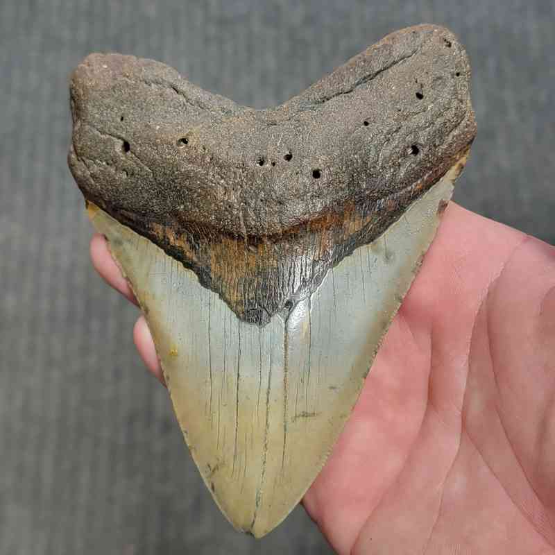 Fossil Megalodon Shark Tooth Gift Pack - STGP-23 - Image 2