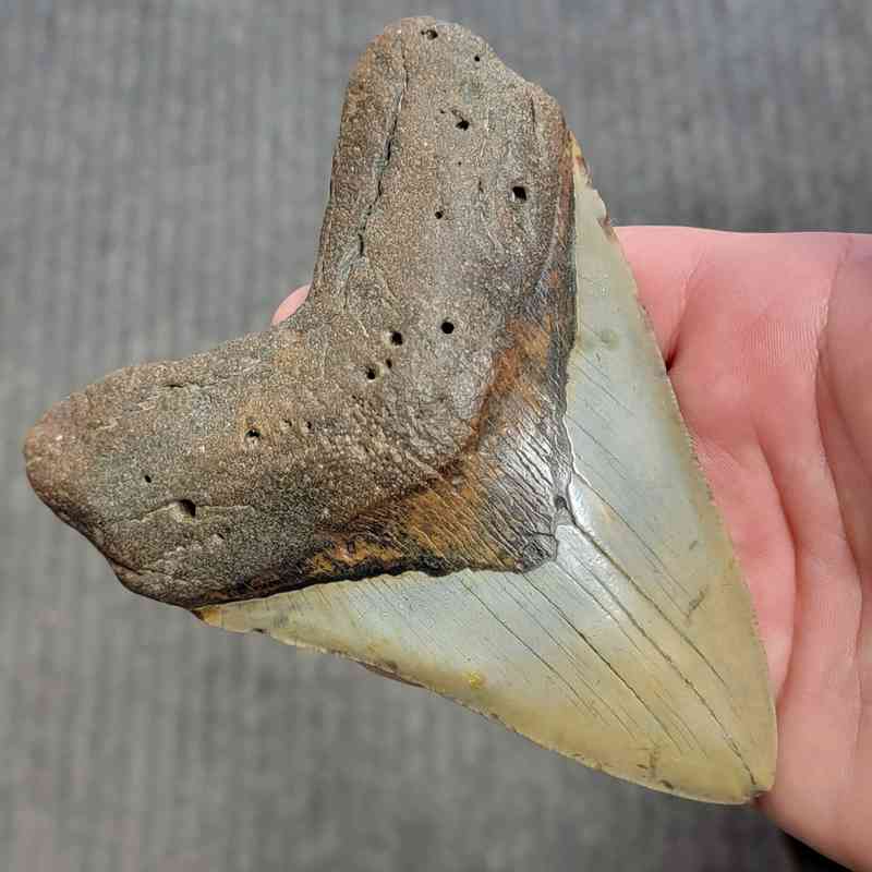 Fossil Megalodon Shark Tooth Gift Pack - STGP-23 - Image 3