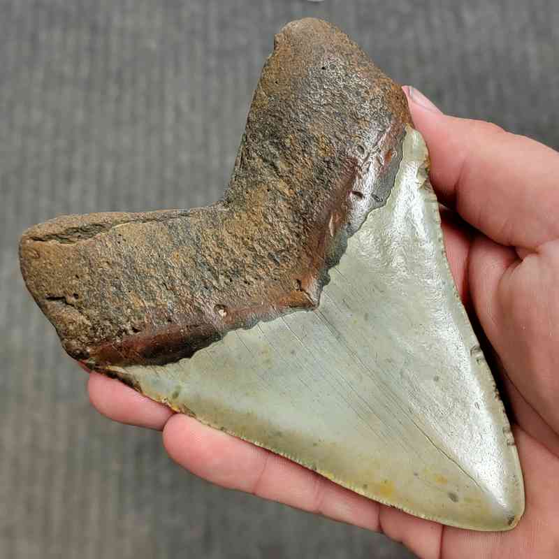 Fossil Megalodon Shark Tooth Gift Pack - STGP-23 - Image 4