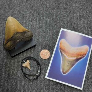 Fossil Megalodon Shark Tooth Gift Pack - STGP-26