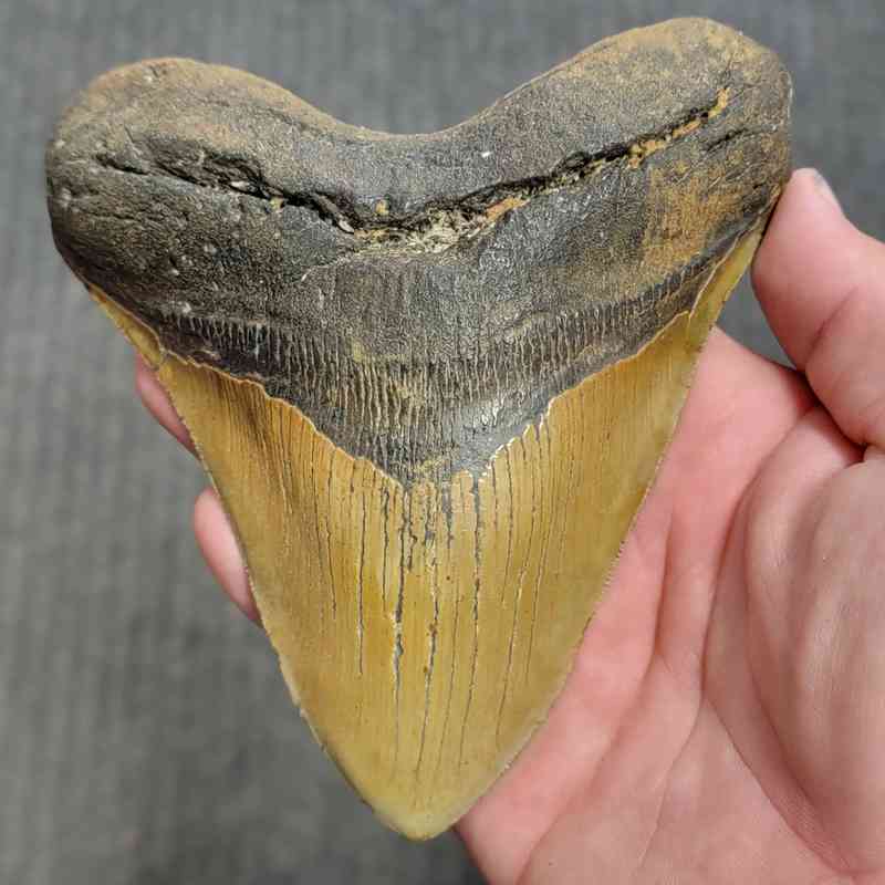 Fossil Megalodon Shark Tooth Gift Pack - STGP-26 - Image 2