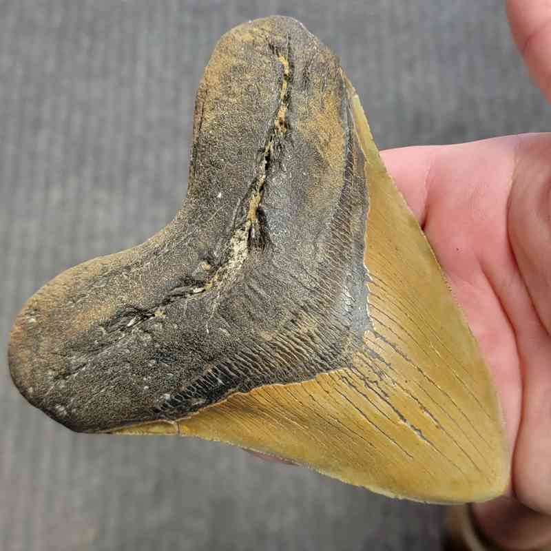 Fossil Megalodon Shark Tooth Gift Pack - STGP-26 - Image 3