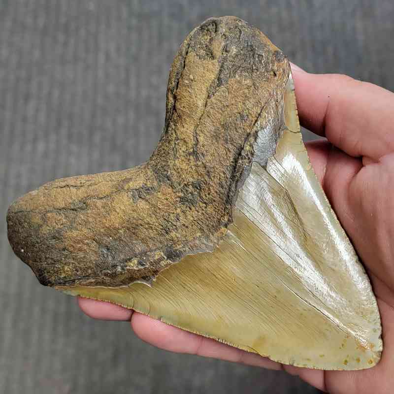 Fossil Megalodon Shark Tooth Gift Pack - STGP-26 - Image 4