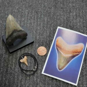 Fossil Megalodon Shark Tooth Gift Pack - STGP-27