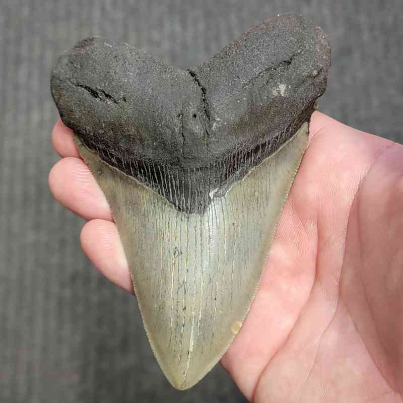 Fossil Megalodon Shark Tooth Gift Pack - STGP-27 - Image 2