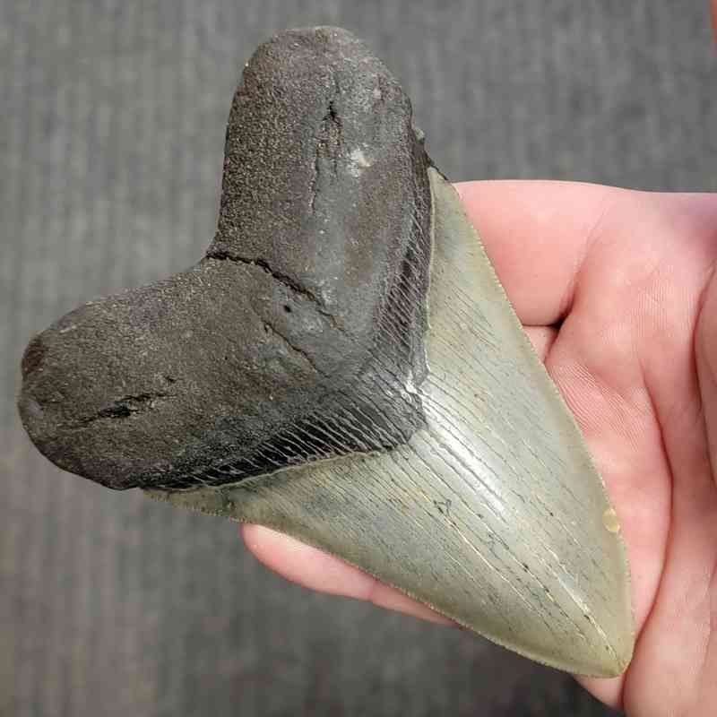 Fossil Megalodon Shark Tooth Gift Pack - STGP-27 - Image 3