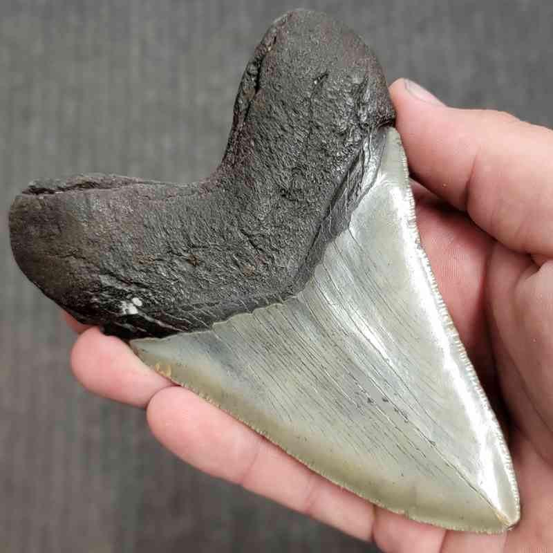 Fossil Megalodon Shark Tooth Gift Pack - STGP-27 - Image 4