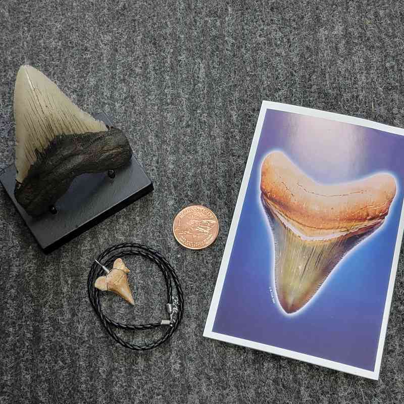 Fossil Megalodon Shark Tooth Gift Pack - STGP-28