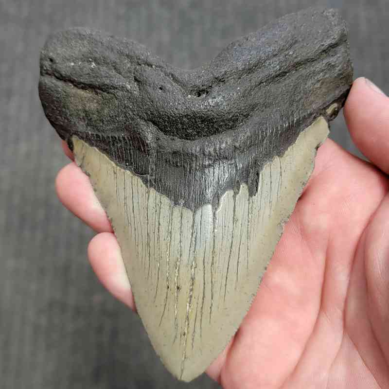 Fossil Megalodon Shark Tooth Gift Pack - STGP-28 - Image 2
