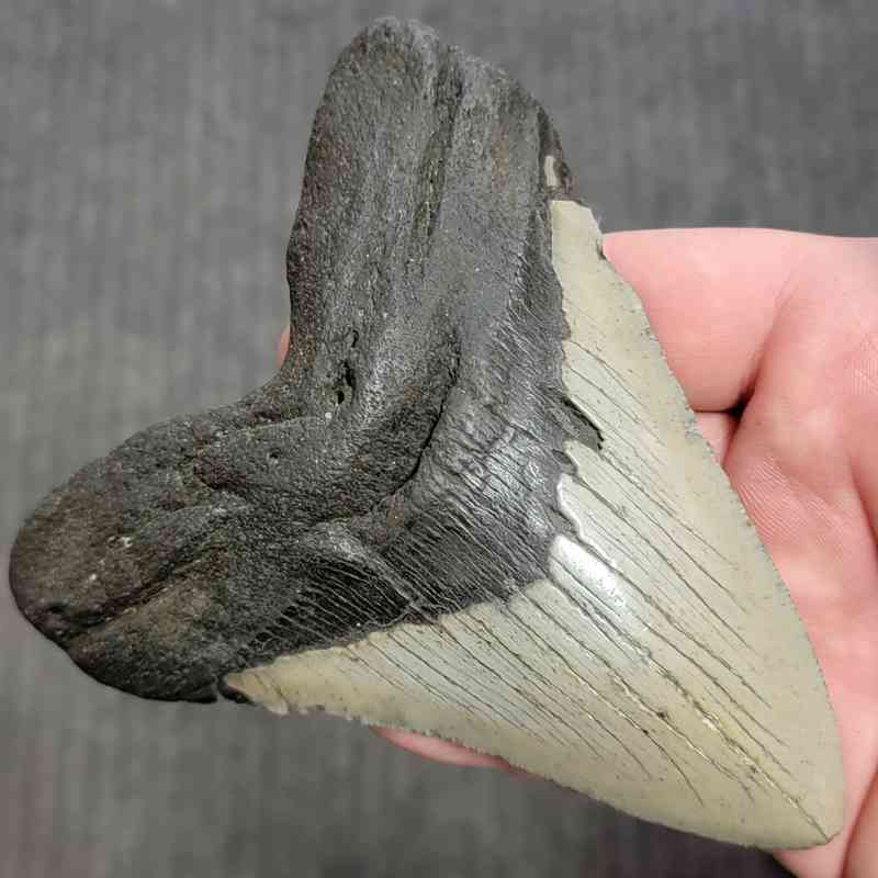 Fossil Megalodon Shark Tooth Gift Pack - STGP-28 - Image 3