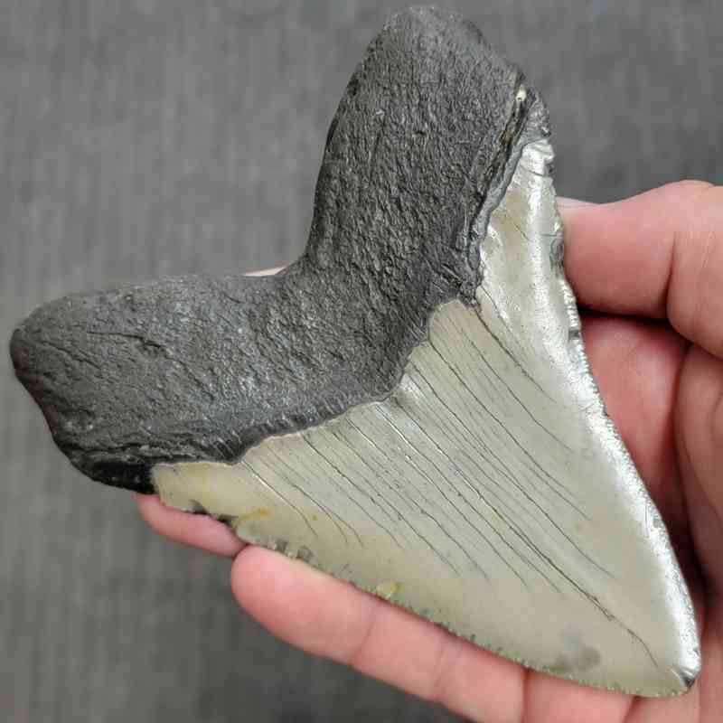 Fossil Megalodon Shark Tooth Gift Pack - STGP-28 - Image 4