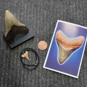 Fossil Megalodon Shark Tooth Gift Pack - STGP-29