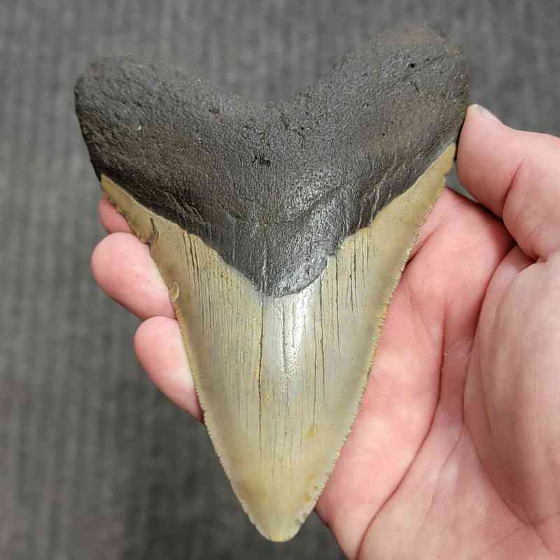 Fossil Megalodon Shark Tooth Gift Pack - STGP-29 - Image 2
