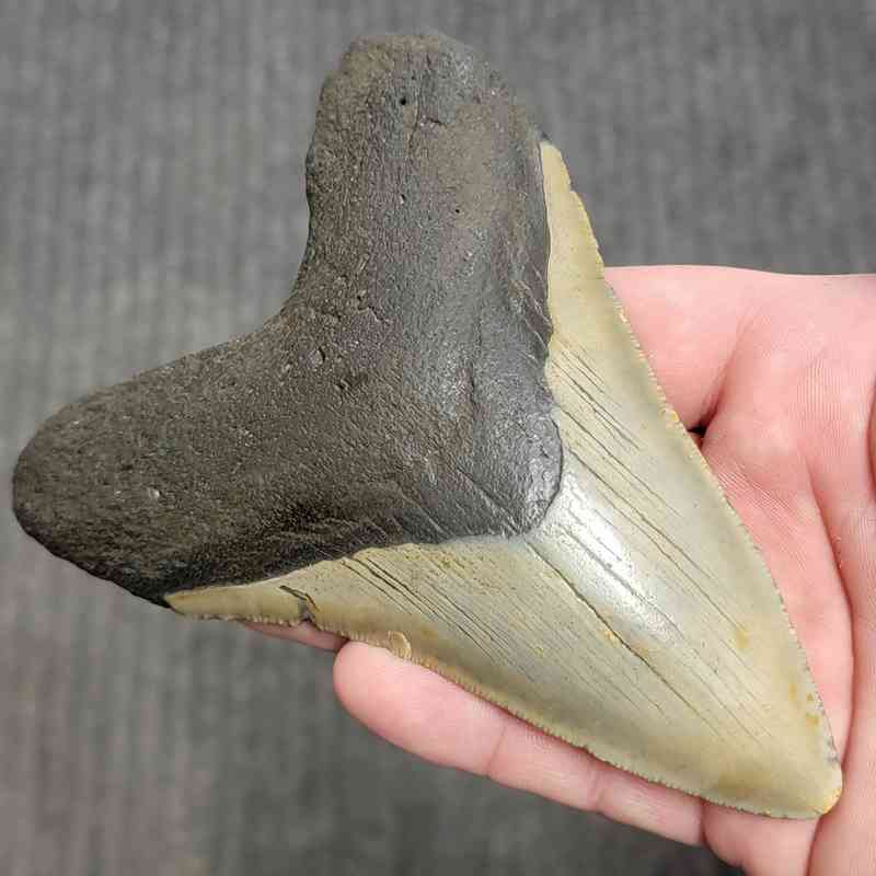 Fossil Megalodon Shark Tooth Gift Pack - STGP-29 - Image 3