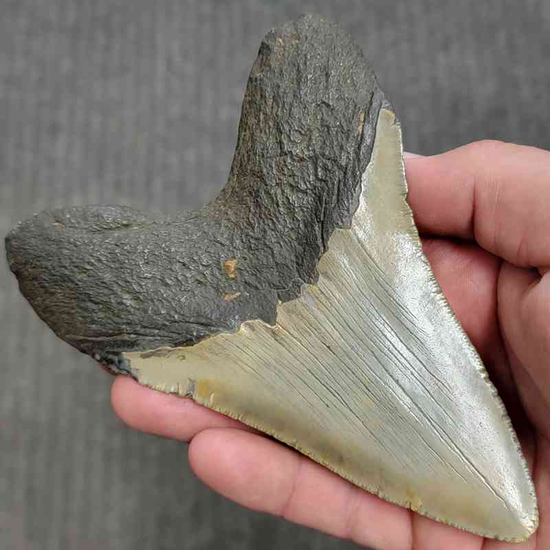 Fossil Megalodon Shark Tooth Gift Pack - STGP-29 - Image 4