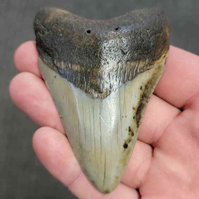 Fossil Megalodon Shark Tooth Gift Pack - STGP-2 - Image 2