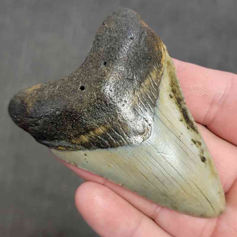 Fossil Megalodon Shark Tooth Gift Pack - STGP-2 - Image 3