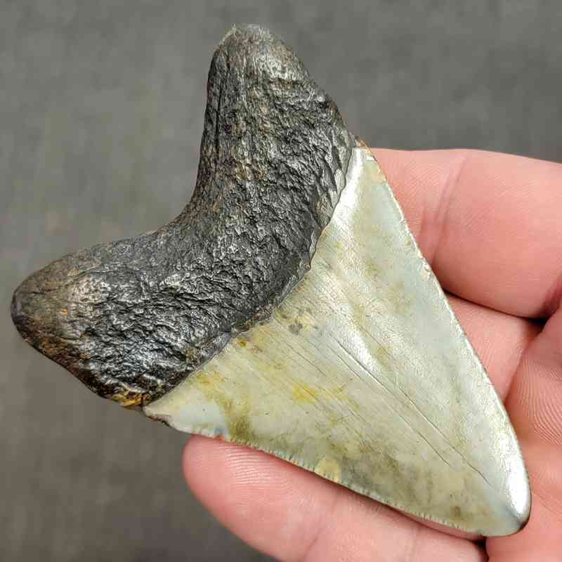 Fossil Megalodon Shark Tooth Gift Pack - STGP-2 - Image 4