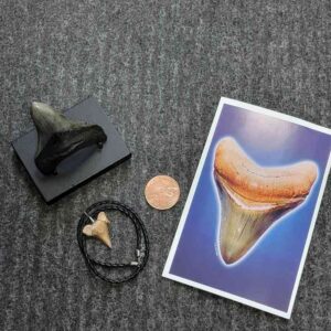 Fossil Megalodon Shark Tooth Gift Pack - STGP-3
