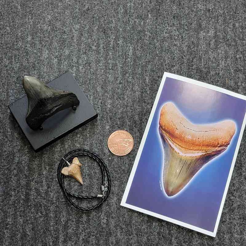 Fossil Megalodon Shark Tooth Gift Pack - STGP-3