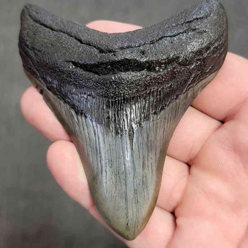 Fossil Megalodon Shark Tooth Gift Pack - STGP-3 - Image 2