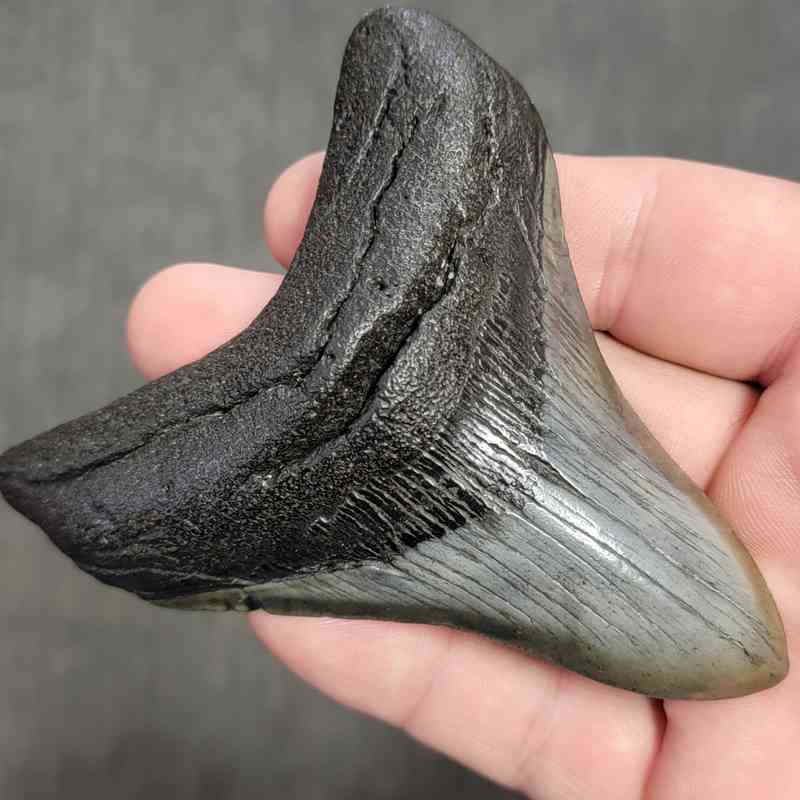 Fossil Megalodon Shark Tooth Gift Pack - STGP-3 - Image 3
