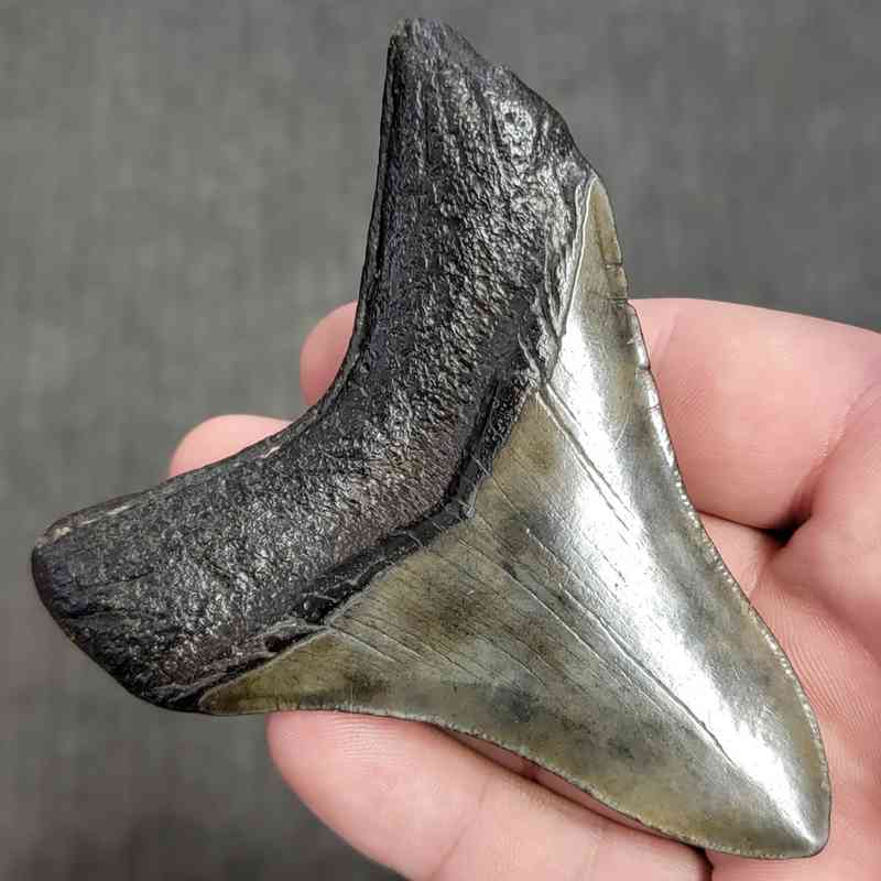 Fossil Megalodon Shark Tooth Gift Pack - STGP-3 - Image 4