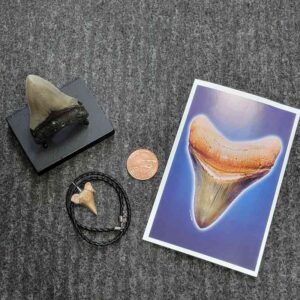 Fossil Megalodon Shark Tooth Gift Pack - STGP-4